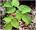 음양곽(Epimedium Koreanum)